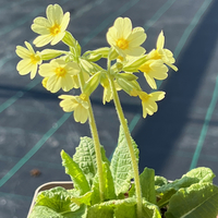 Primula elatior subsp. pallasii